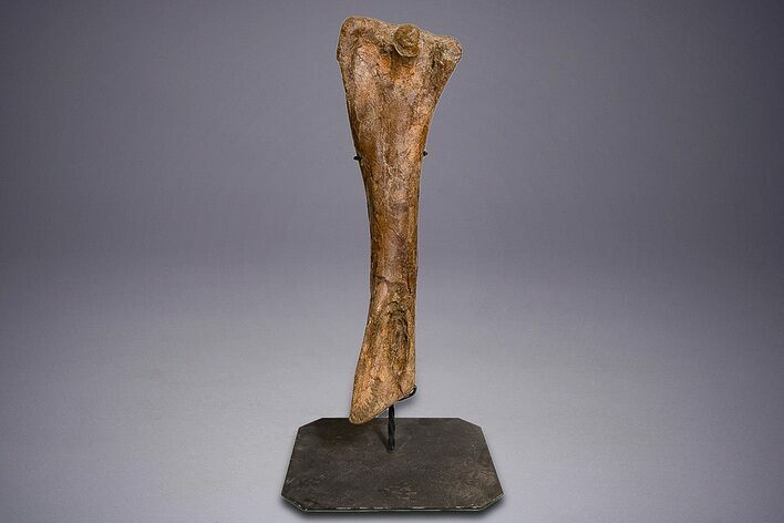 Hadrosaur (Edmontosaurus) Tibia With Metal Stand - Wyoming #330957